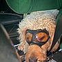 animal, canine, car_interior, closeup, companion, curled, curly_fur, dog, furry, goggles, green_sleeve, human_arm, leash, pet, relaxed, resting, seat, seatbelt, transportation, vehicle
