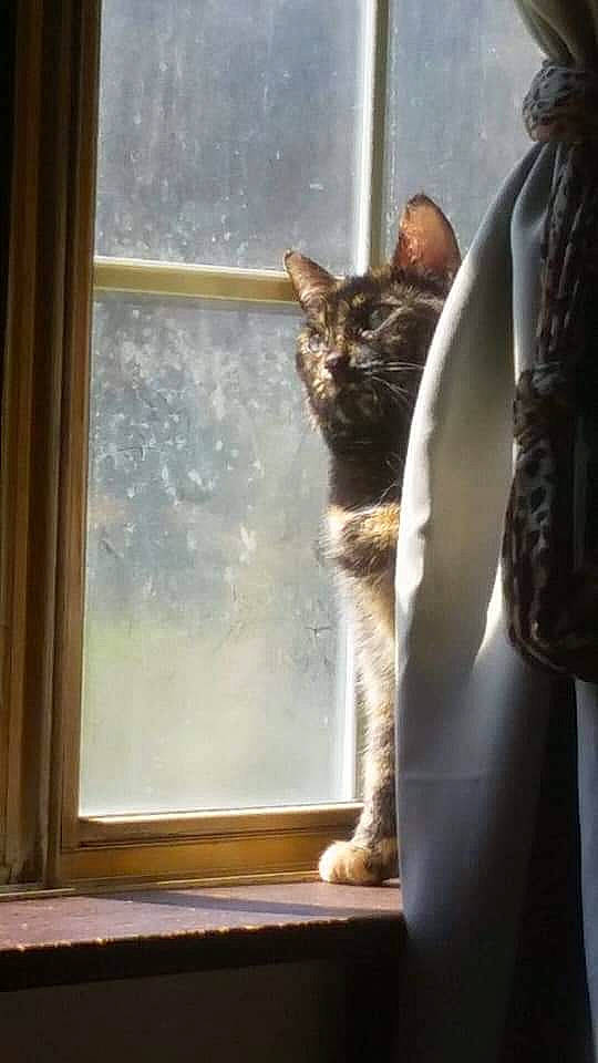 Nahla is registered to the contest to win money with this photo: carnivore, cat, cat_supply, curtain, domestic_short_haired_cat, door, fawn, felidae, fixture, fur, glass, sash_window, small_to_medium_sized_cats, snout, tail, tints_and_shades, whiskers, window, window_treatment, wood