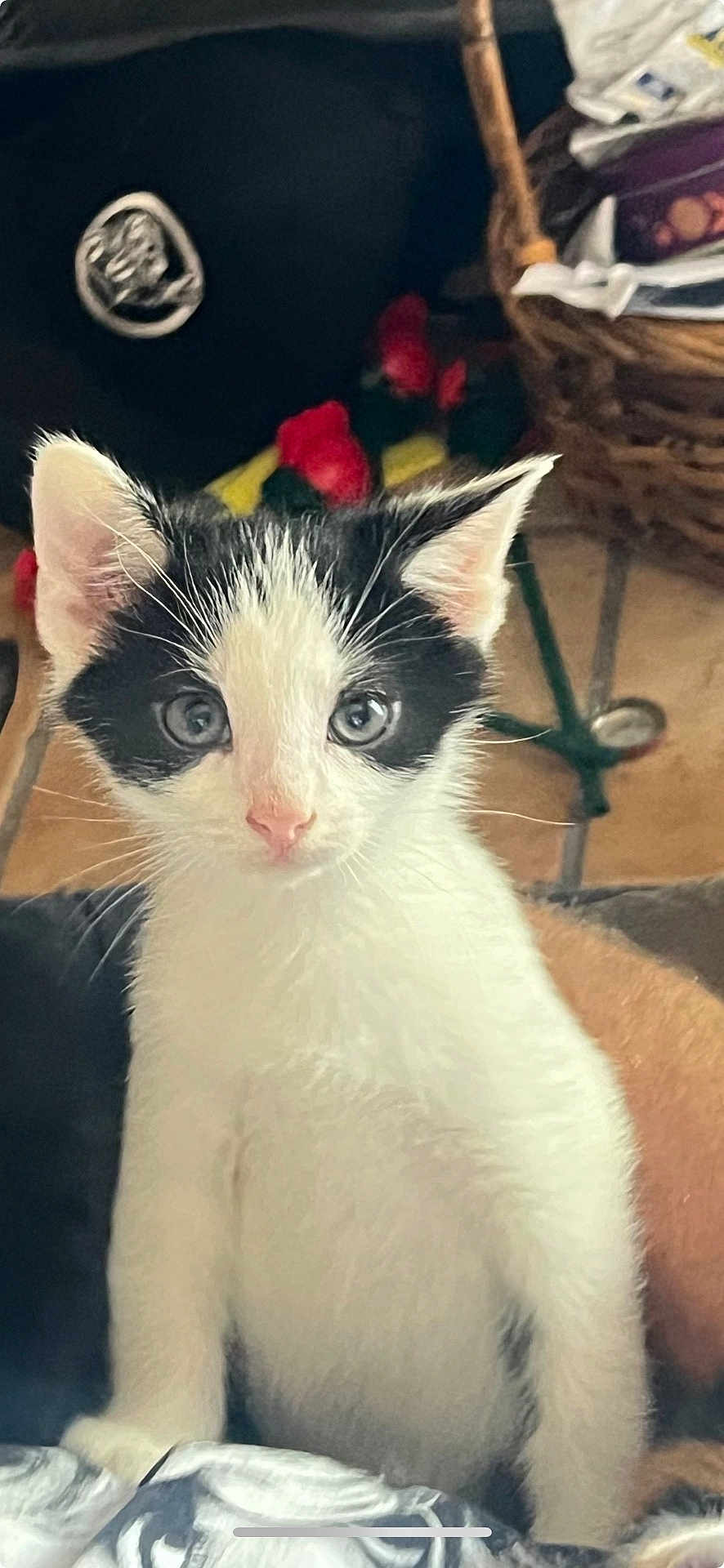 Piper