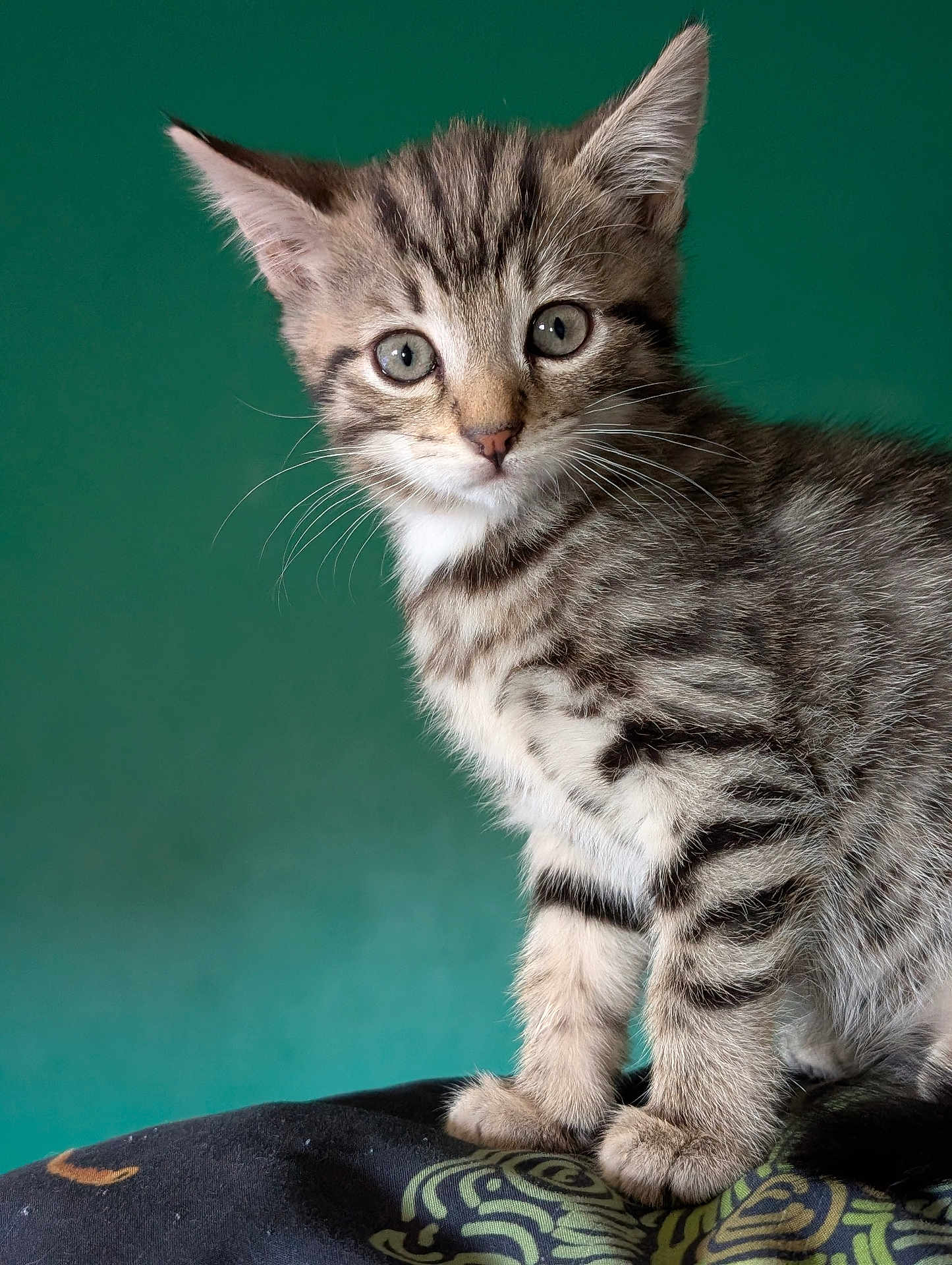Nova