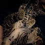 kitten, cat, tabby, feline, pet, animal, cute, playful, paws, whiskers, fur, striped, lying_down, resting, close_up, indoors, cozy, patterned_blanket, curious, young