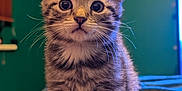 Nova is registered to the contest to win money with this photo: kitten, tabby, cat, pet, animal, fur, whiskers, ears, eyes, indoor, bed, blanket, cute, young, sitting, feline, portrait, domestic, closeup, curious