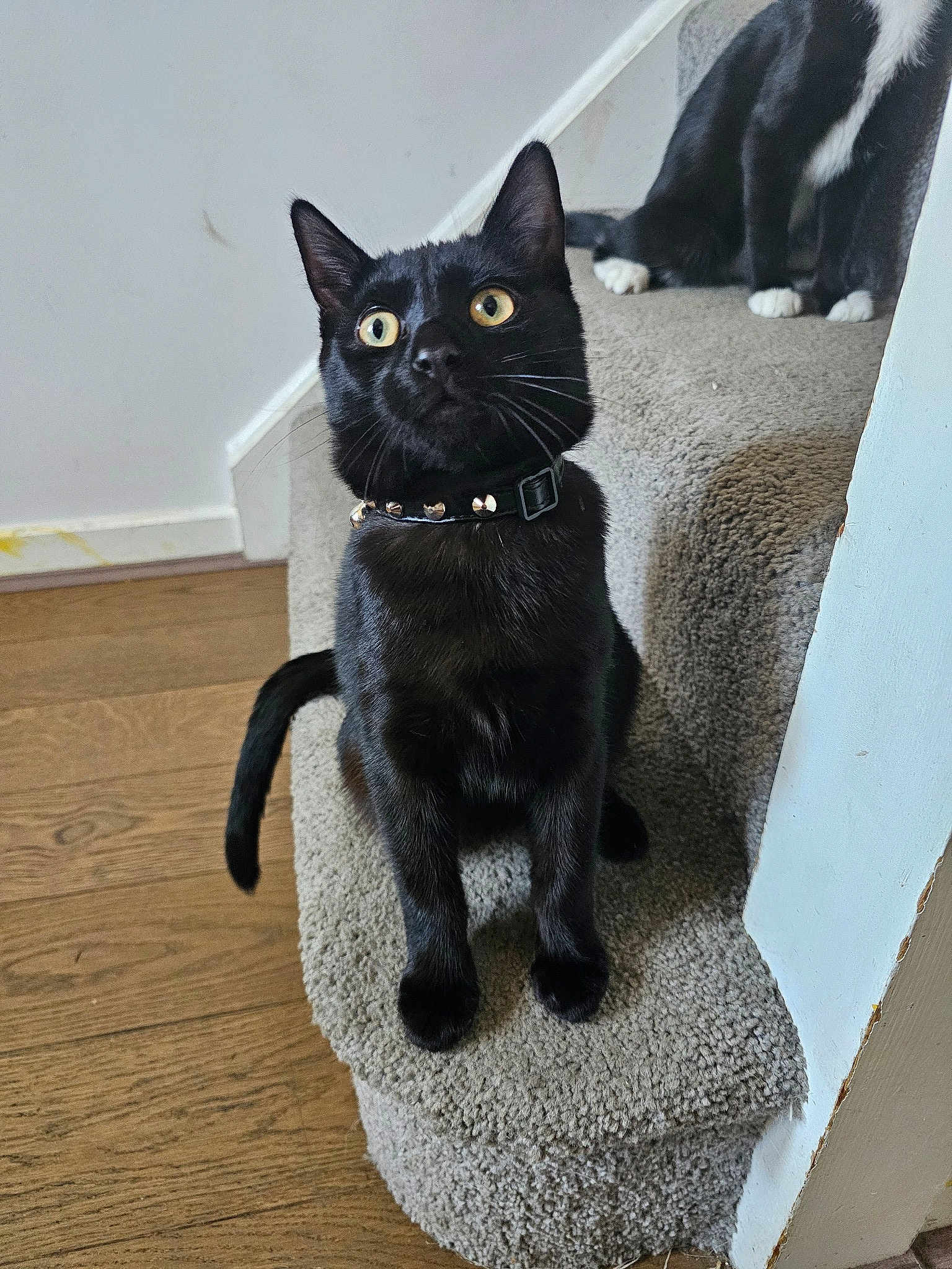 Gomez