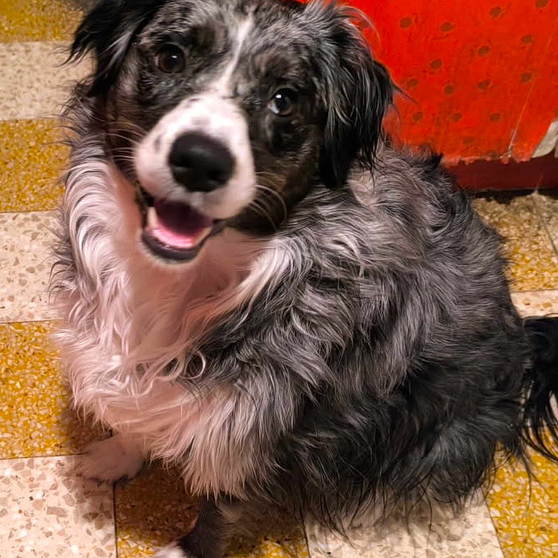 Kali