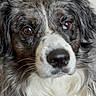 Kali a rejoint le concours — aidez-le/la à gagner de superbes lots ! dog, close_up, face, brown_eyes, black_nose, fur, white_fur, speckled_fur, pet, animal, canine, portrait, looking_at_camera, whiskers, ears, snout, domestic_animal, muzzle, soft_texture, calm