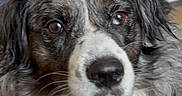 Kali a rejoint le concours — aidez-le/la à gagner de superbes lots ! dog, close_up, brown_eyes, fur, wet_nose, pet, animal, curious, gentle, indoors, portrait, fluffy, whiskers, black_nose, white_fur, grey_fur, brown_fur, face, looking, soft_background