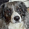 dog, close_up, brown_eyes, fur, wet_nose, pet, animal, curious, gentle, indoors, portrait, fluffy, whiskers, black_nose, white_fur, grey_fur, brown_fur, face, looking, soft_background