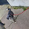 dog, leash, pavement, wall, gate, concrete, crack, outdoor, pet, happy, fur, tail, black, white, gray, canine, animal, collar, standing, playful