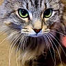 Lynx is registered to the contest to win money with this photo: cat, tabby, green_eyes, whiskers, fluffy_fur, close_up, portrait, indoor, curious, pet, animal, feline, face, looking_up, soft_light, domestic_cat, long_whiskers, gray_fur, cute, focused