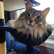 Lynx joined the competition — help win amazing prizes! cat, fluffy, green_eyes, cat_tree, hammock, indoor, window, blinds, natural_light, pet, feline, fur, relaxed, cozy, close_up, domestic_animal, whiskers, portrait, animal, resting