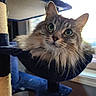 cat, fluffy, green_eyes, cat_tree, hammock, indoor, window, blinds, natural_light, pet, feline, fur, relaxed, cozy, close_up, domestic_animal, whiskers, portrait, animal, resting