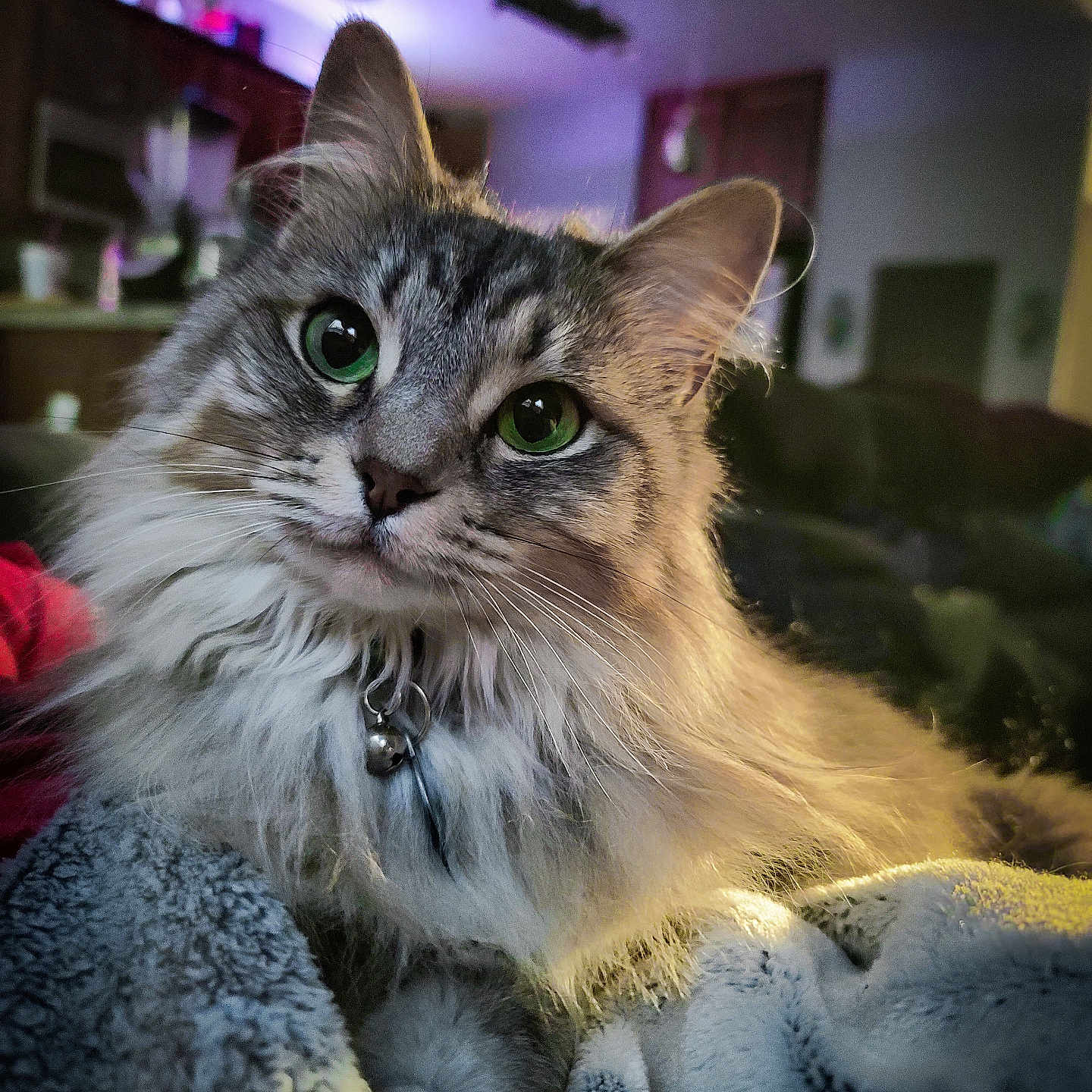 Lynx