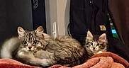 Lynx is registered to the contest to win money with this photo: cat, kitten, animal, pet, feline, fluffy, indoor, blanket, resting, cozy, fur, cute, domestic, mammal, companion, relaxed, curious, black_backpack, sign, home