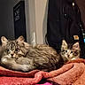 cat, kitten, animal, pet, feline, fluffy, indoor, blanket, resting, cozy, fur, cute, domestic, mammal, companion, relaxed, curious, black_backpack, sign, home
