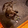 cat, black_cat, pet, couch, sofa, cushion, indoor, hardwood_floor, yellow_eyes, whiskers, fur, lying_down, relaxed, looking_up, furniture, upholstery, texture, cozy, paw, playful