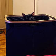 Wicked is registered to the contest to win money with this photo: cat, black_cat, peeking, box, basket, wood_floor, door, indoor, pet, ears, eyes, portrait, container, furniture, home_interior, curious, hiding, wooden_frame, surprise, animal