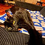 cat, black_cat, yellow_eyes, whiskers, blanket, sofa, couch, indoor, pet, fur, close_up, portrait, lounging, paw, living_room, cozy, domestic_animal, relaxed, furniture, animal_face