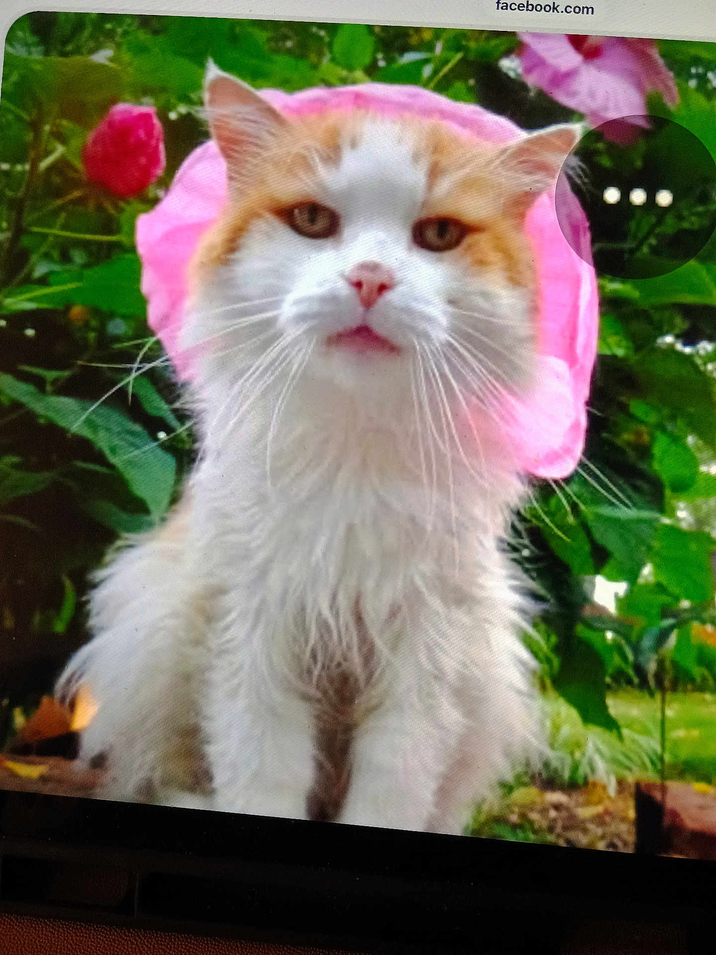 Booger Bob joined the competition — help win amazing prizes! cat, pet, feline, close_up, portrait, pink, flower_hat, hat, whiskers, white_fur, orange_fur, garden, rose, outdoor, greenery, grass, blurred_background, sitting, adorable, face