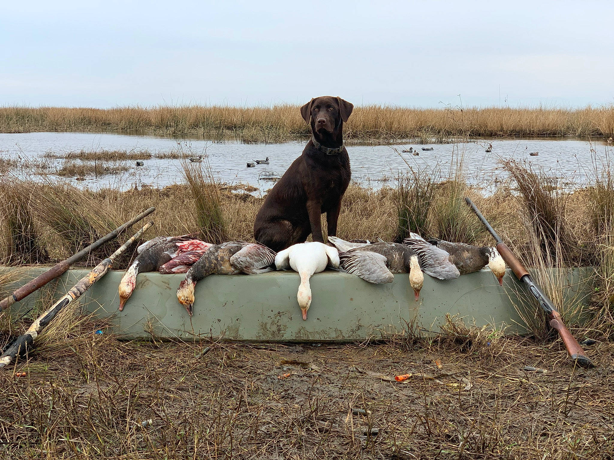 Skye joined the competition — help win amazing prizes! canidae, carnivore, cloud, dog, dog_breed, grass, grassland, gun_dog, lake, landscape, natural_landscape, plant, prairie, sky, sporting_group, twig, water, wetland, wood, working_animal