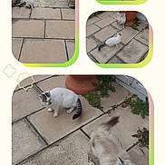 Pilou a rejoint le concours — aidez-le/la à gagner de superbes lots ! animal, blue_eyes, car, cat, collage, curious, daylight, fluffy_cat, garden, greenery, multiple_photos, nature, outdoor, patio, pets, plant, red_car, sidewalk, stone_tiles, white_cat