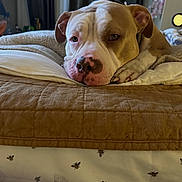 Tyson joined the competition — help win amazing prizes! dog, pit_bull, pet, sleepy, resting, lying_down, face, head, pink_nose, brown_and_white, bed, pillow, blanket, quilt, bedroom, curtains, indoors, cozy, portrait, animal