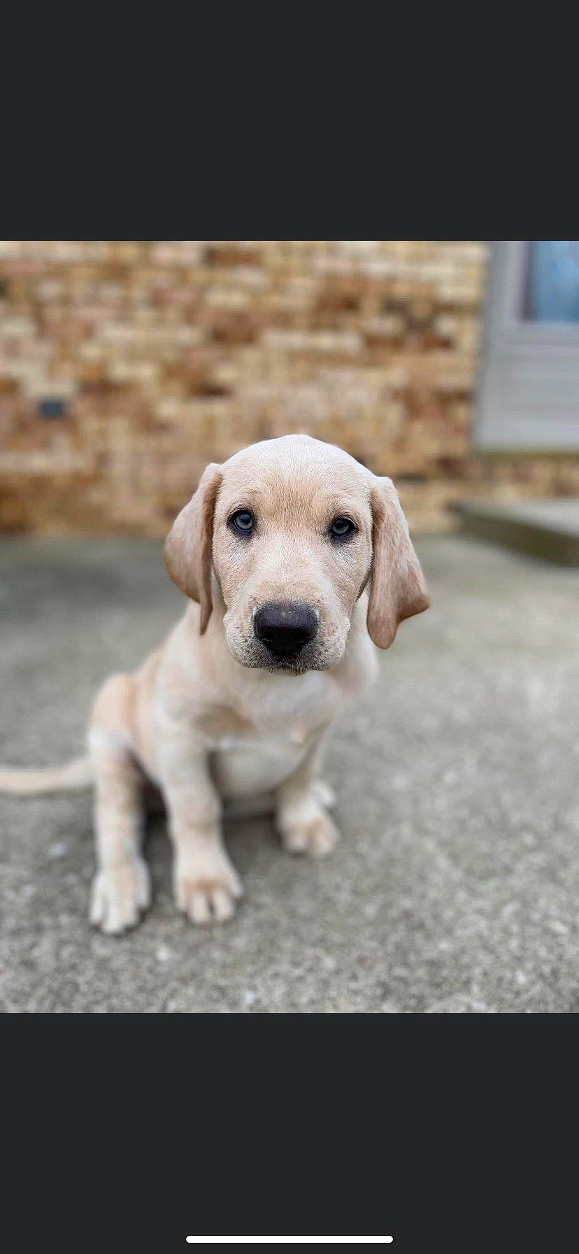 Clyde is registered to the contest to win money with this photo: canidae, carnivore, collar, companion_dog, dog, dog_breed, dog_collar, eye, fawn, flooring, gun_dog, monochrome_photography, paw, snout, sporting_group, terrestrial_animal, whiskers, wildlife, wood, working_animal