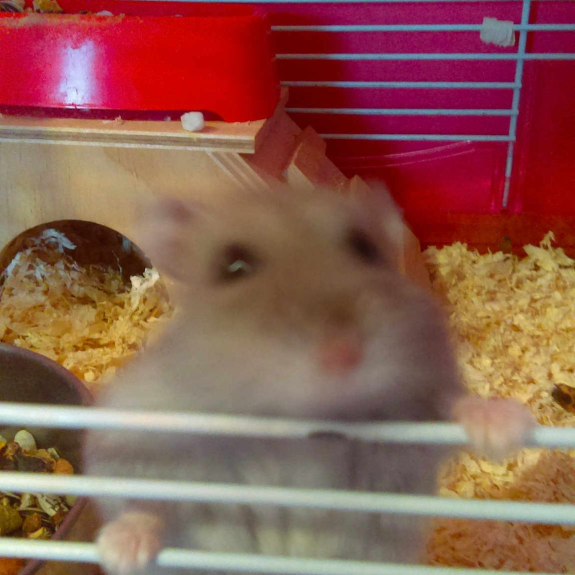 Oscar participe au concours pour gagner de l'argent avec cette photo : animal_shelter, cage, degu, fawn, gerbil, guinea_pig, hamster, mouse, muridae, muroidea, rat, rodent, whiskers