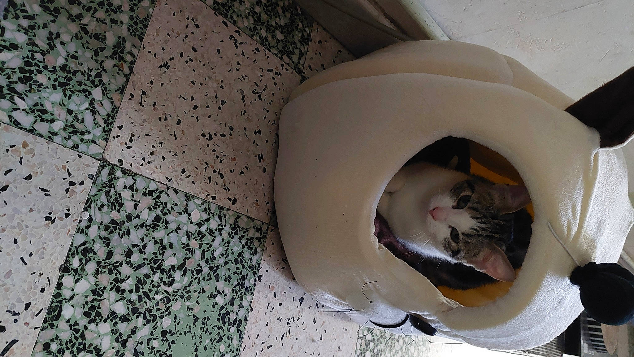 Daisy a rejoint le concours — aidez-le/la à gagner de superbes lots ! carnivore, cat, cat_bed, cat_supply, comfort, domestic_short_haired_cat, felidae, flooring, fur, linens, paper_product, pattern, pet_supply, room, small_to_medium_sized_cats, tail, whiskers, wood