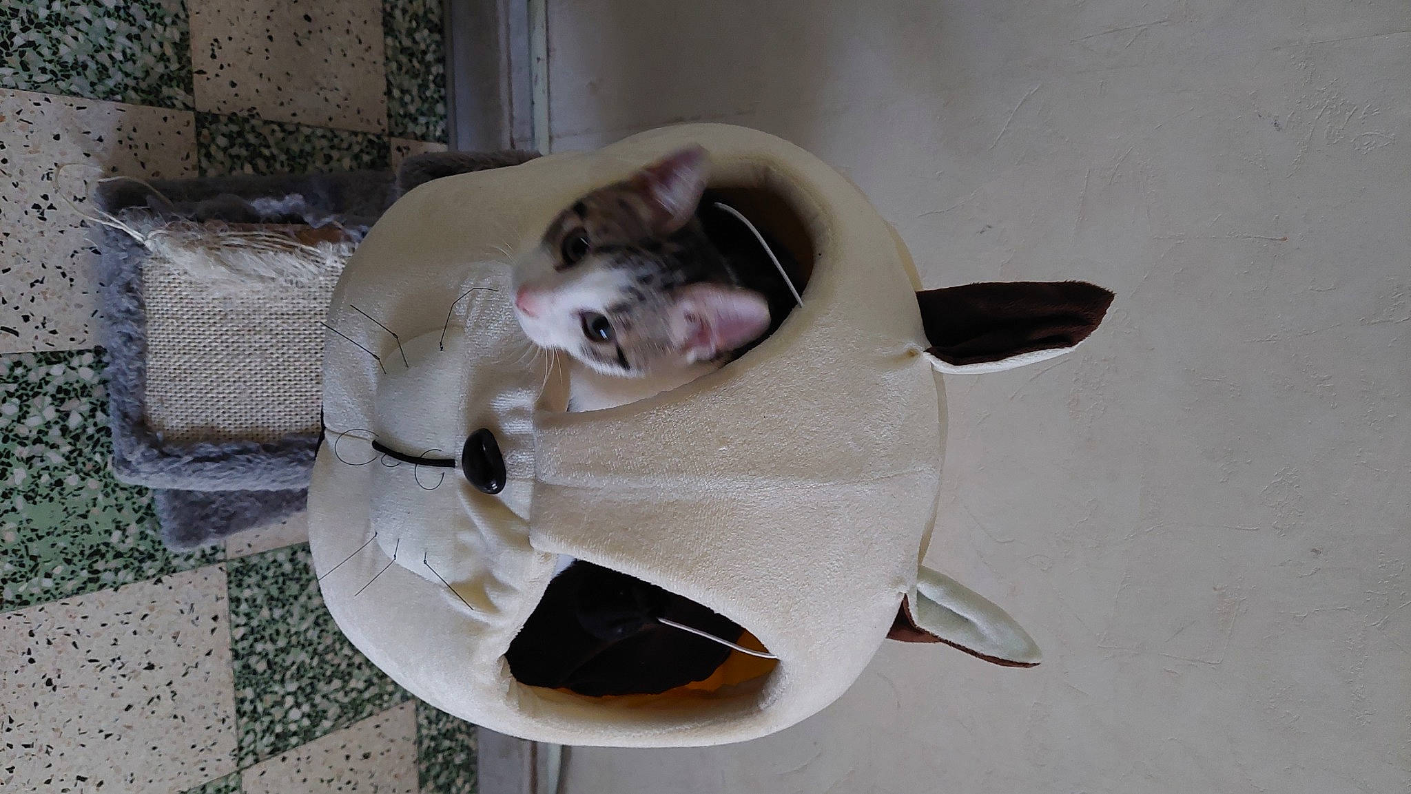 Daisy participe au concours pour gagner de l'argent avec cette photo : carnivore, cat, companion_dog, eyewear, fashion_accessory, fawn, felidae, fish, fur, goggles, hat, helmet, musical_instrument, personal_protective_equipment, sculpture, small_to_medium_sized_cats, sunglasses, tail, toy, whiskers