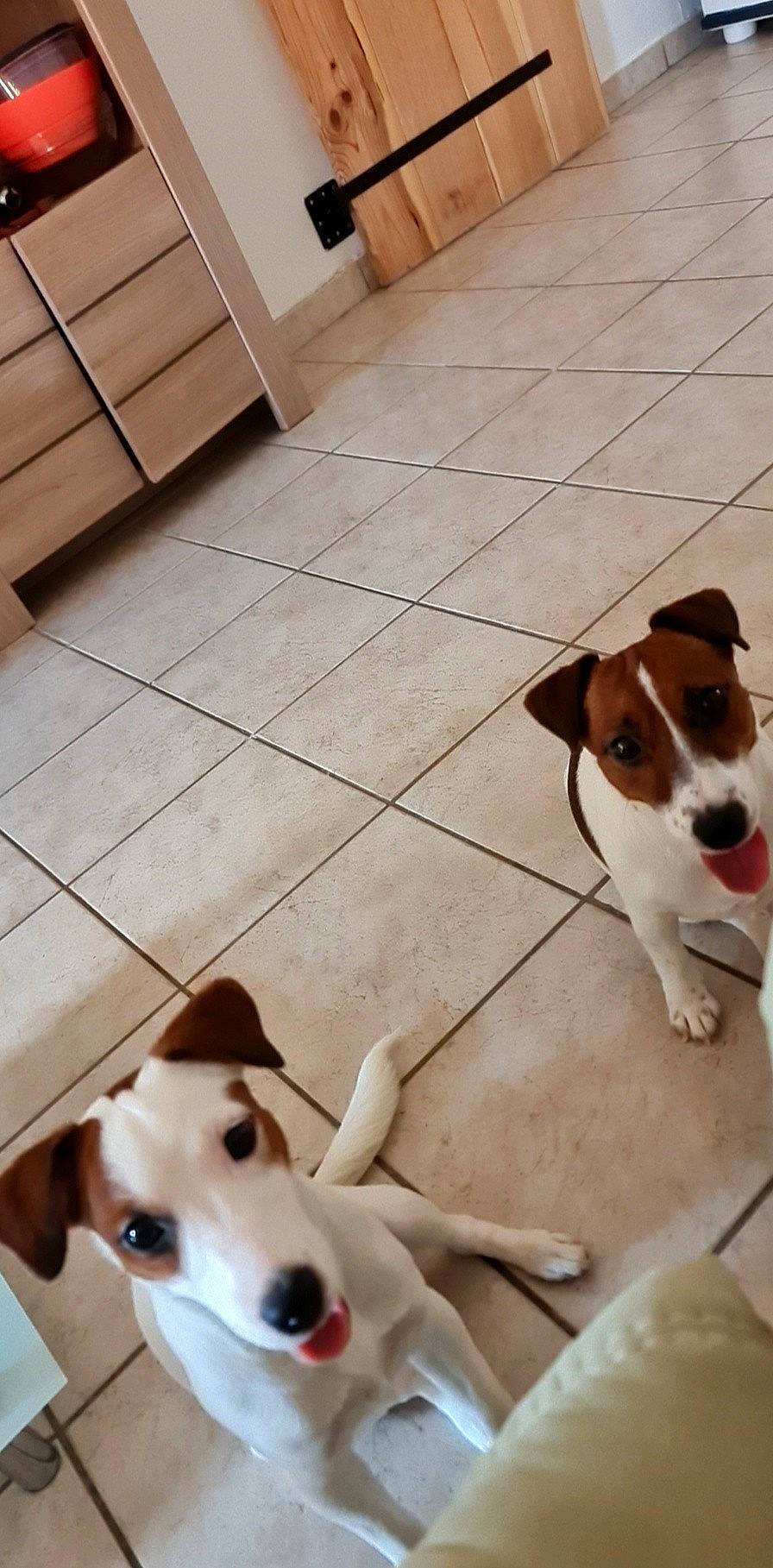 Pepite Et Nina a rejoint le concours — aidez-le/la à gagner de superbes lots ! carnivore, collar, companion_dog, dog, dog_breed, dog_collar, dog_supply, fawn, floor, flooring, hardwood, paw, pet_supply, scent_hound, snout, sporting_group, tail, white, wood, working_animal