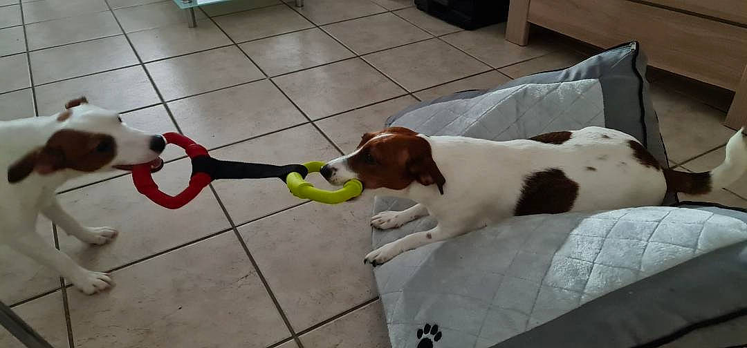 Pepite Et Nina a rejoint le concours — aidez-le/la à gagner de superbes lots ! canidae, carnivore, collar, companion_dog, composite_material, dog, dog_breed, dog_supply, fawn, floor, flooring, gun_dog, liver, pet_supply, plumbing, scent_hound, snout, tail, tile_flooring, working_animal