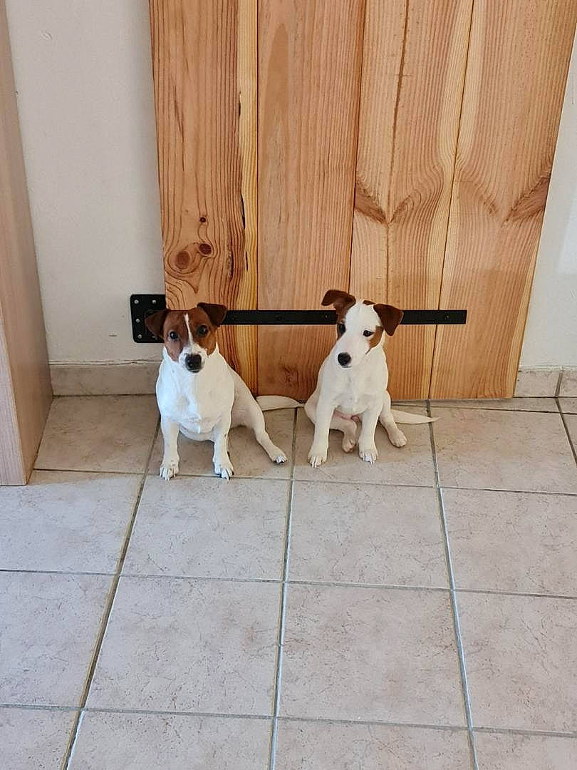 Pepite Et Nina participe au concours pour gagner de l'argent avec cette photo : canidae, carnivore, collar, companion_dog, dog, dog_breed, dog_collar, fawn, floor, flooring, hardwood, leash, pet_supply, sidewalk, snout, sporting_group, tail, terrier, vertebrate, wood