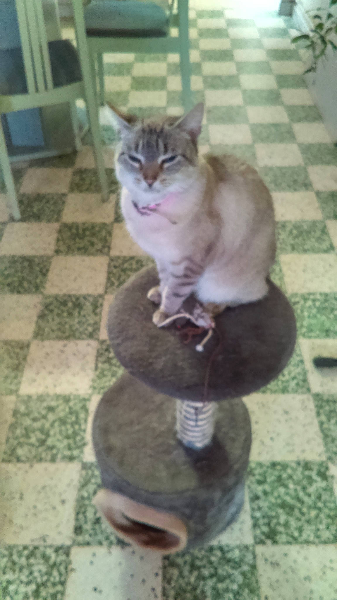 Isy participe au concours pour gagner de l'argent avec cette photo : aegean_cat, asian, british_shorthair, carnivore, cat, domestic_short_haired_cat, european_shorthair, fawn, felidae, kitten, polydactyl_cat, sitting, small_to_medium_sized_cats, tabby_cat, tail, whiskers