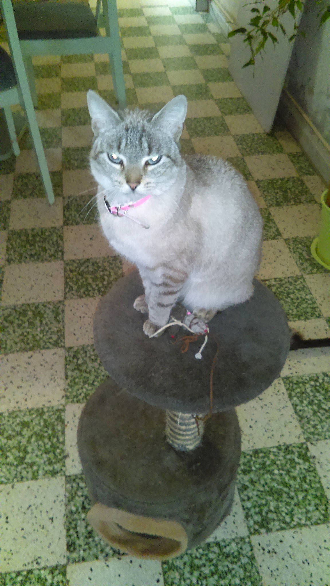 Isy a rejoint le concours — aidez-le/la à gagner de superbes lots ! aegean_cat, asian, carnivore, cat, domestic_short_haired_cat, european_shorthair, felidae, german_rex, mammal, small_to_medium_sized_cats, tail, whiskers