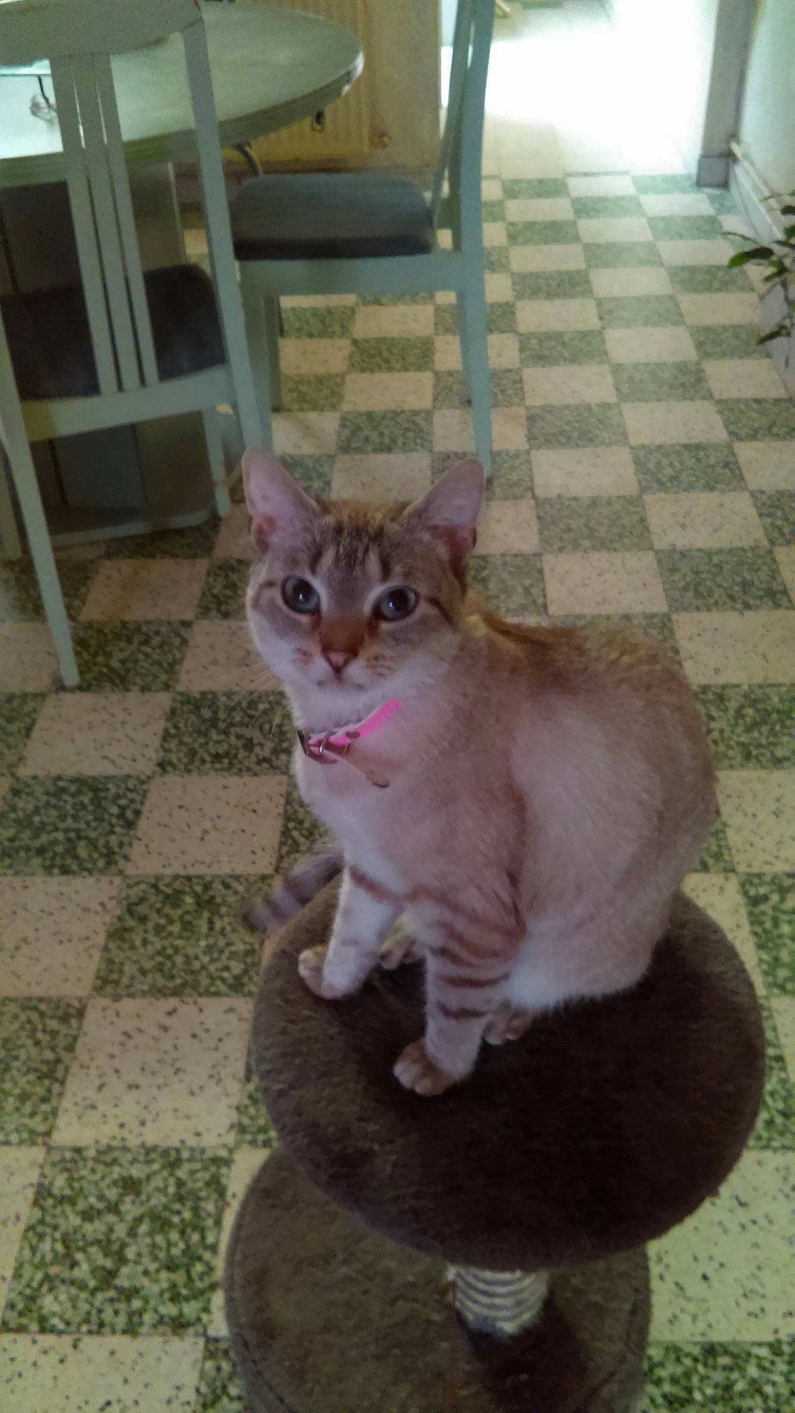 Isy participe au concours pour gagner de l'argent avec cette photo : aegean_cat, arabian_mau, asian, carnivore, cat, domestic_short_haired_cat, european_shorthair, fawn, felidae, german_rex, kitten, mammal, singapura, small_to_medium_sized_cats, tail, vertebrate, whiskers