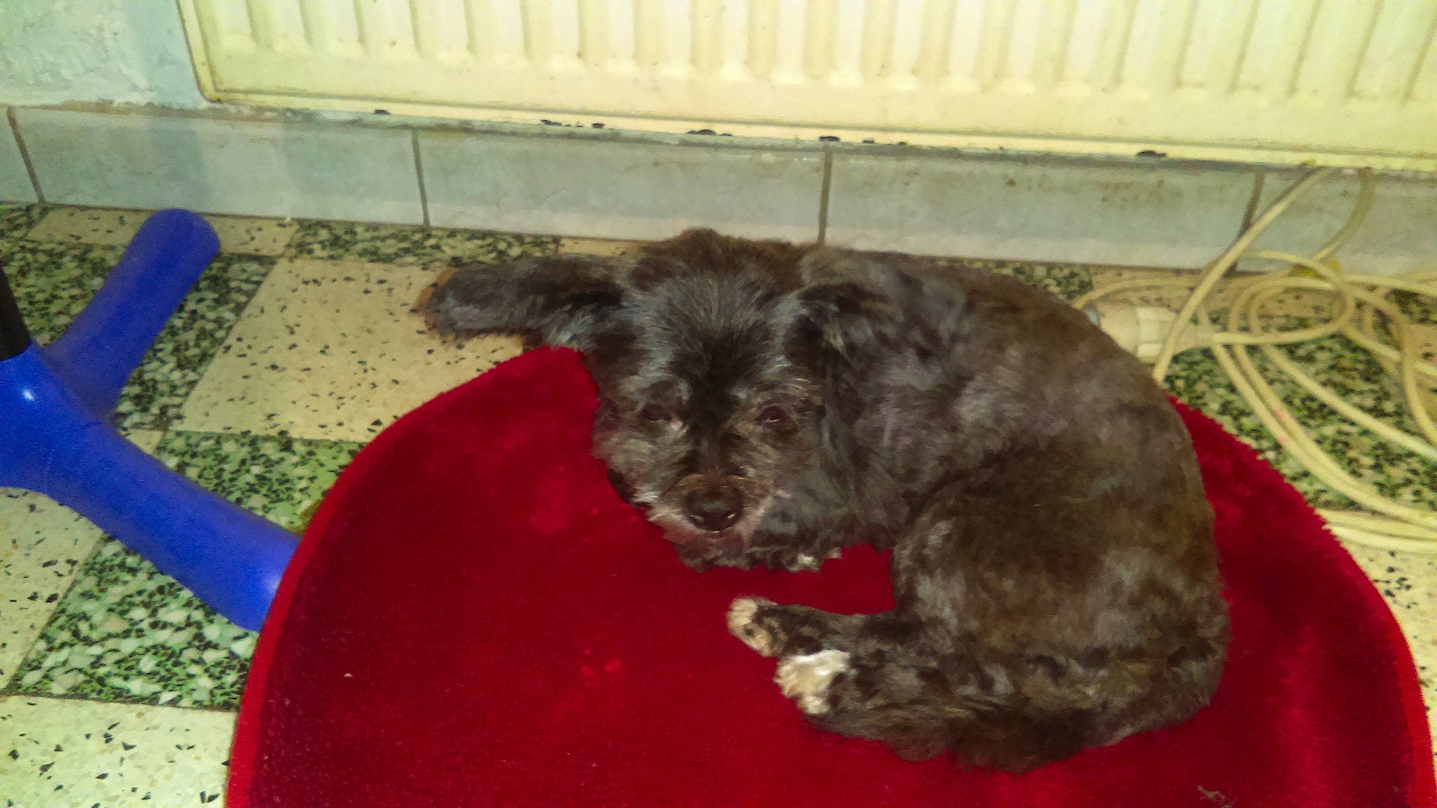 Chanel participe au concours pour gagner de l'argent avec cette photo : bolonka, bouvier_des_flandres, canidae, carnivore, cesky_terrier, dog, dog_breed, mammal, pumi, puppy, schnauzer, schnoodle, sporting_group, sporting_lucas_terrier, terrier, vertebrate