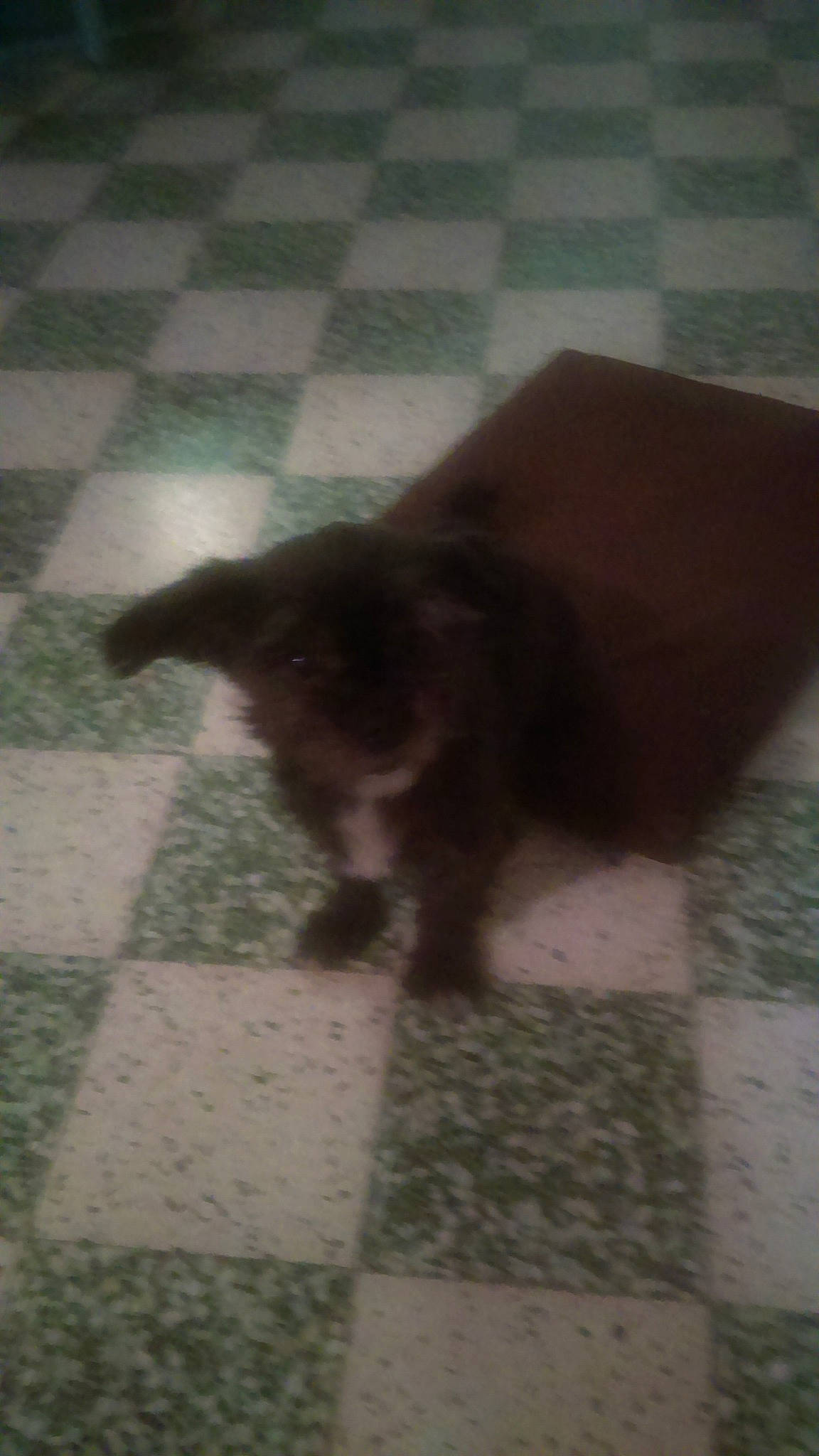 Chanel participe au concours pour gagner de l'argent avec cette photo : canidae, carnivore, dog, dog_breed, fawn, floor, liver, puppy, sporting_group, tail