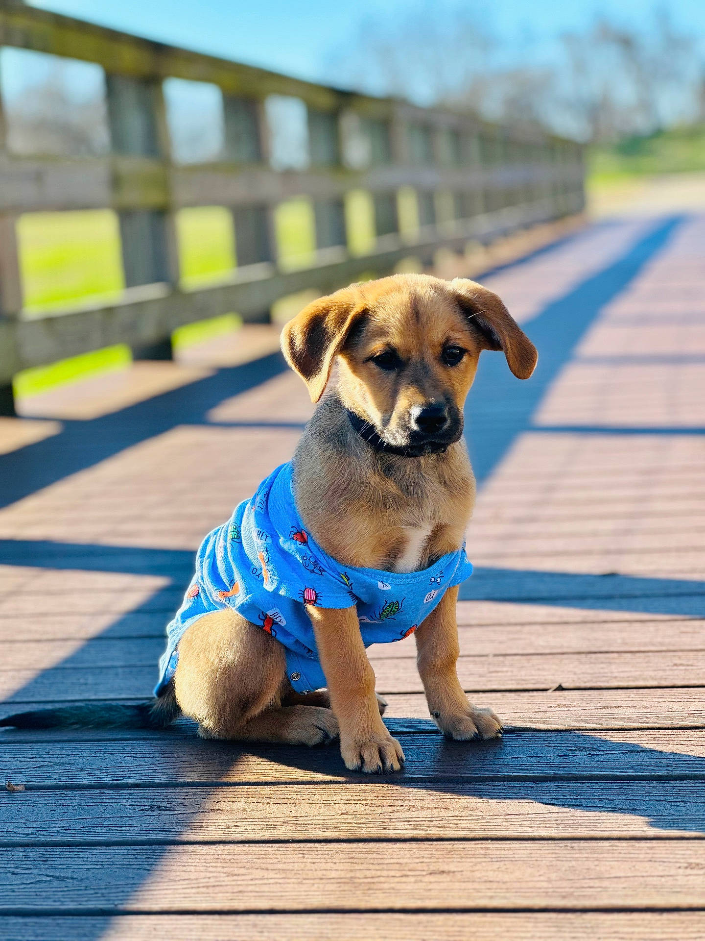 Arkiboy joined the competition — help win amazing prizes! accessories, animal, architecture, boardwalk, bridge, building, canine, deck, dog, hound, house, housing, labradorretriever, pet, pier, port, puppy, water, waterfront, wood