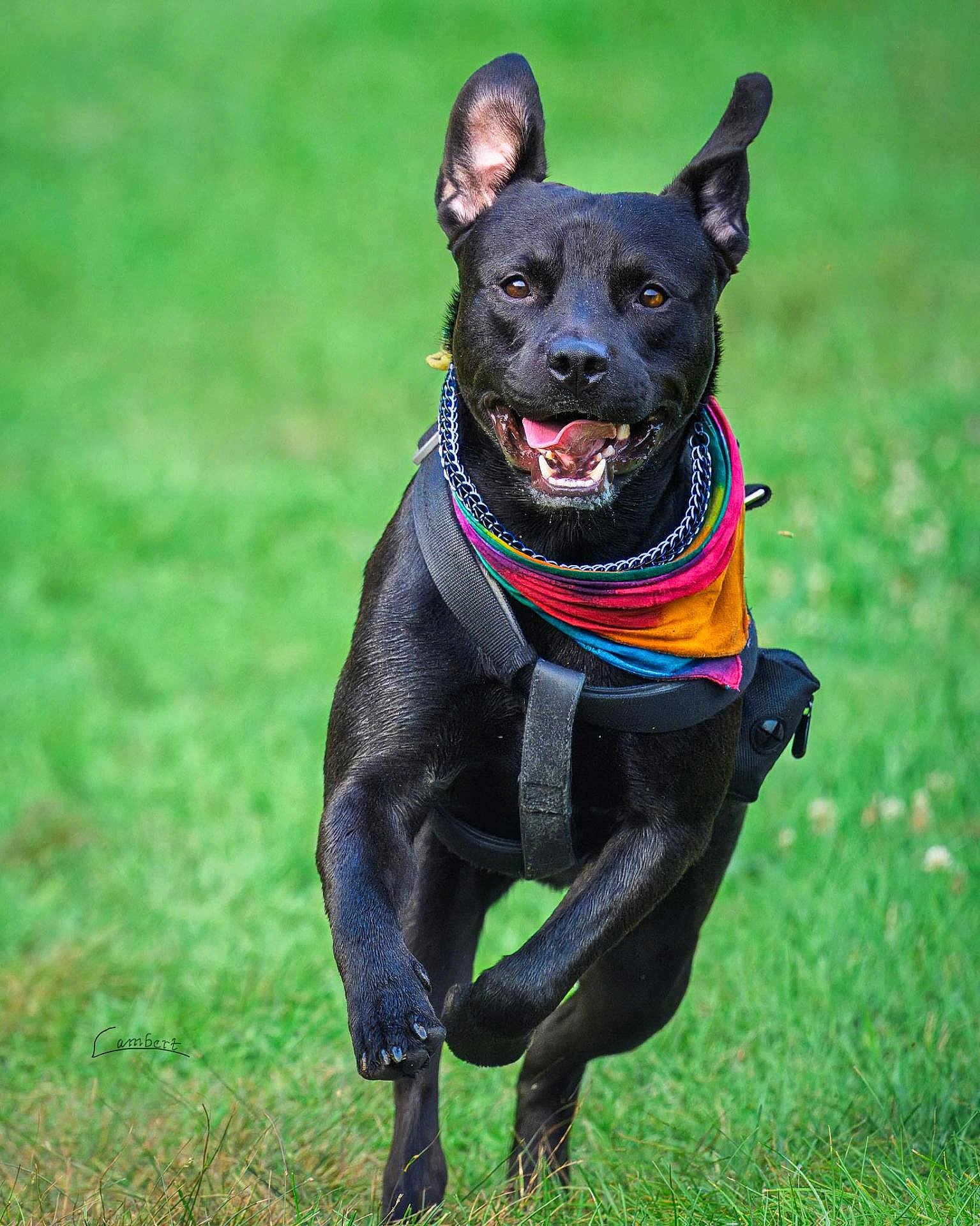 Max