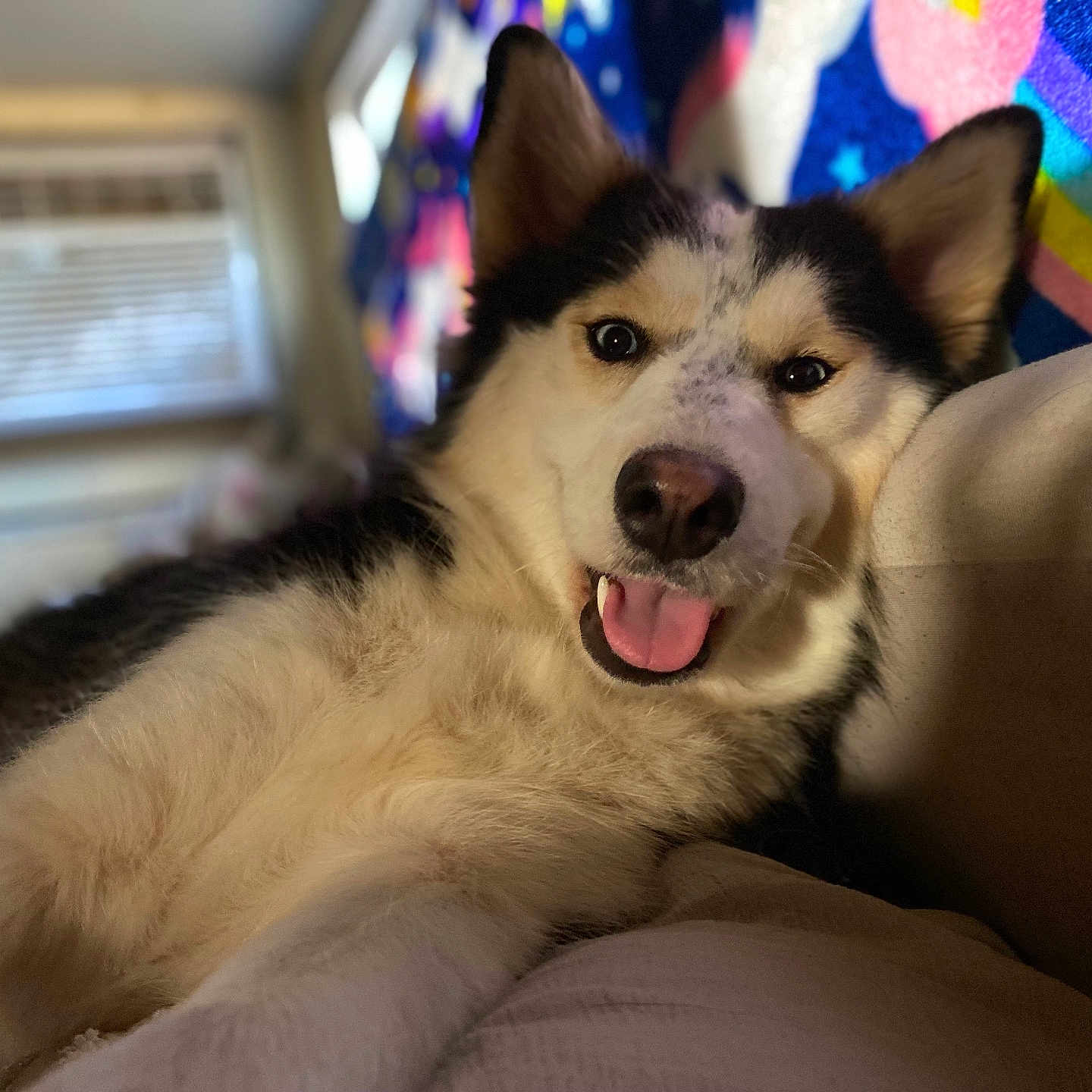 Daisy is registered to the contest to win money with this photo: animal, bodypart, canine, computerhardware, couch, device, dog, electronics, eskimodog, furniture, hardware, husky, monitor, mouth, person, pet, puppy, screen, tongue, tv