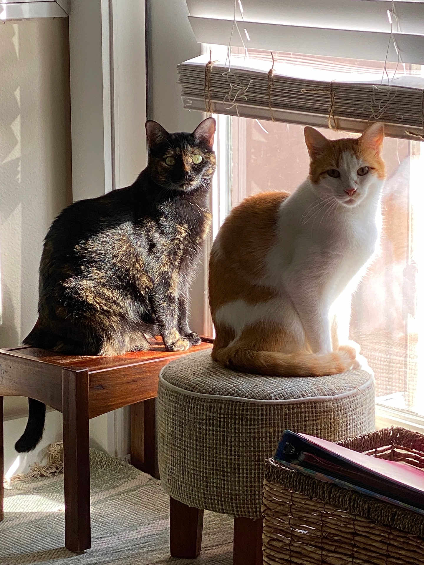 Chester joined the competition — help win amazing prizes! cat, tortoiseshell_cat, orange_and_white_cat, window, sunlight, stool, ottoman, indoor, pet, feline, curious, sitting, furniture, basket, natural_light, home, cozy, domestic_animal, relaxed, shadow