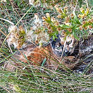 Riri participe au concours pour gagner de l'argent avec cette photo : cat, grass, wild_plants, nature, outdoor, camouflage, animal, feline, greenery, flora, brown, eyes, fur, resting, wild, leaves, sunlight, closeup, background, environment