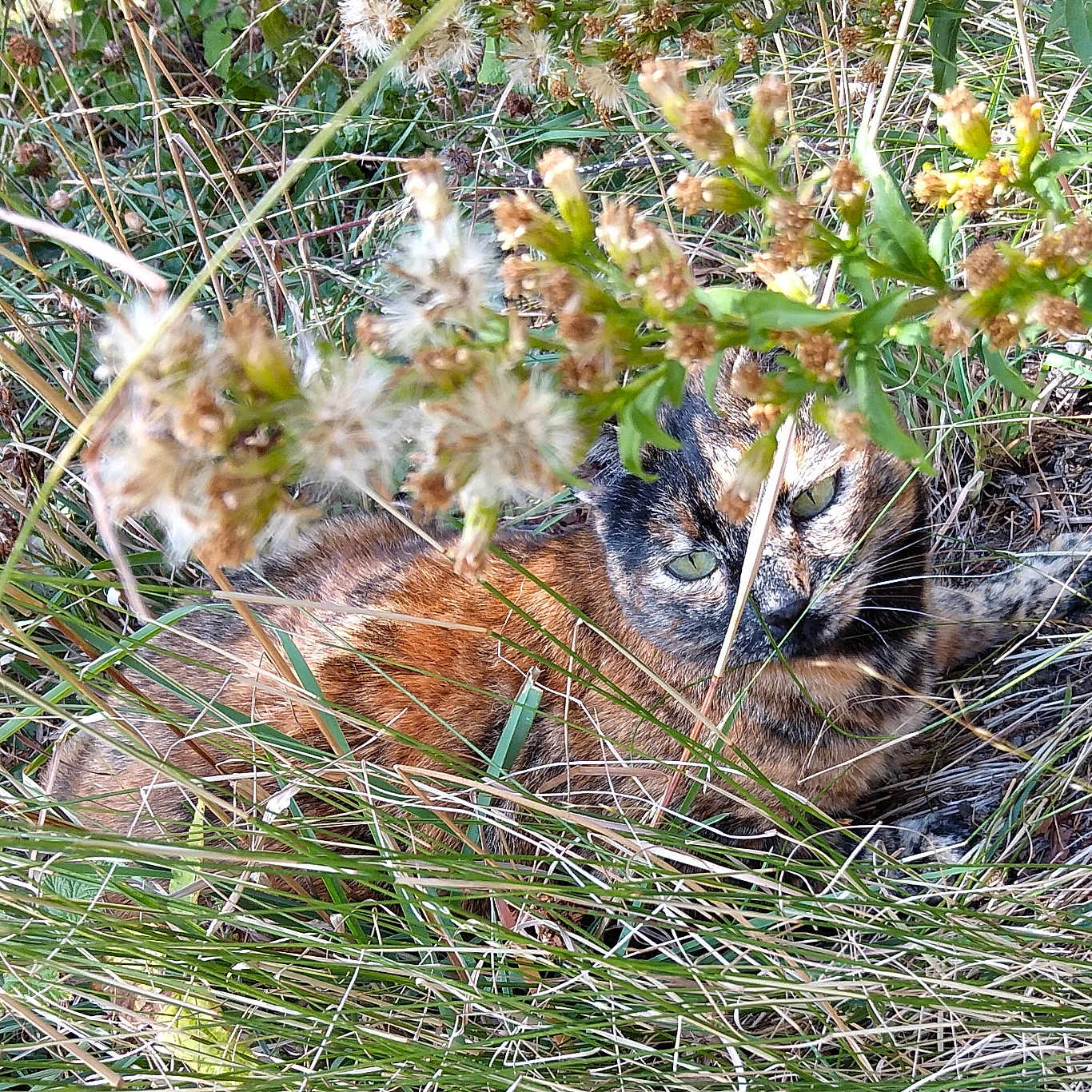 Riri participe au concours pour gagner de l'argent avec cette photo : animal, background, brown, camouflage, cat, closeup, environment, eyes, feline, flora, fur, grass, greenery, leaves, nature, outdoor, resting, sunlight, wild, wild_plants