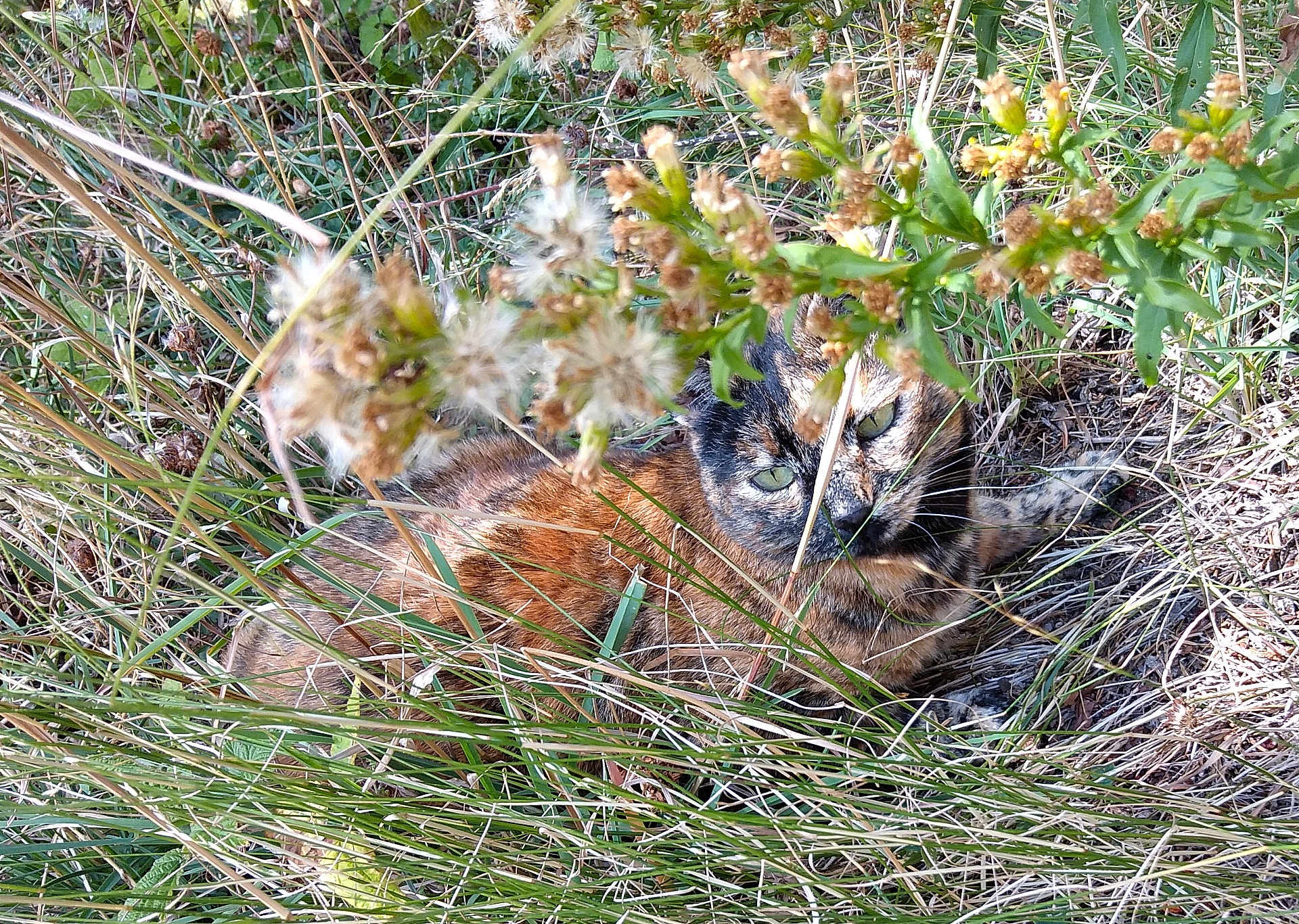 Riri participe au concours pour gagner de l'argent avec cette photo : cat, grass, wild_plants, nature, outdoor, camouflage, animal, feline, greenery, flora, brown, eyes, fur, resting, wild, leaves, sunlight, closeup, background, environment