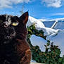 cat, black_cat, animal, pet, outdoor, snow, winter, sky, clouds, sunlight, nature, greenery, bushes, closeup, whiskers, curious, feline, eyes, daytime, background