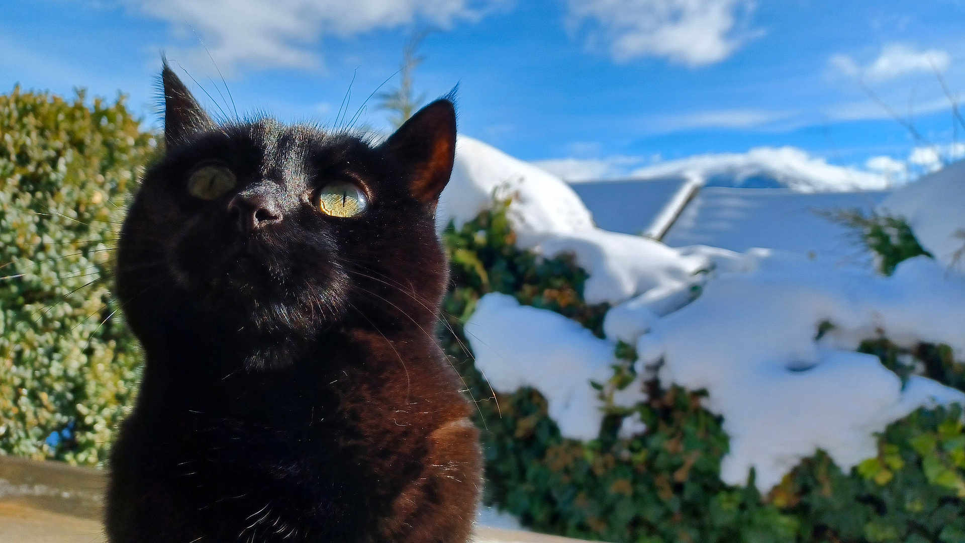 Babou participe au concours pour gagner de l'argent avec cette photo : cat, black_cat, animal, pet, outdoor, snow, winter, sky, clouds, sunlight, nature, greenery, bushes, closeup, whiskers, curious, feline, eyes, daytime, background