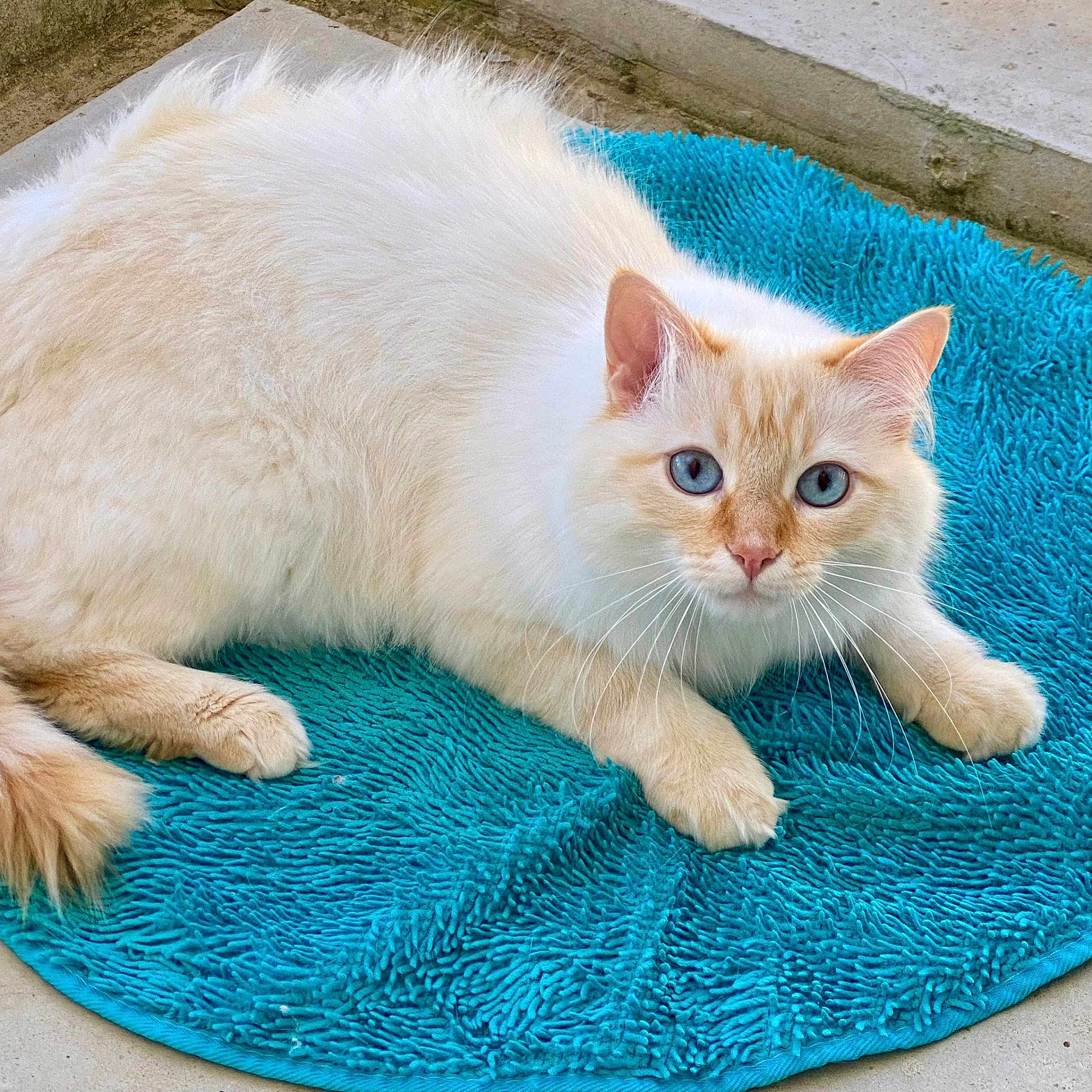 Tsuki participe au concours pour gagner de l'argent avec cette photo : cat, fluffy, cream_color, blue_eyes, pet, animal, feline, mat, turquoise, texture, paws, alert, curious, outdoor, relaxed, fur, whiskers, cute, domestic, portrait