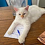 Tsuki a rejoint le concours — aidez-le/la à gagner de superbes lots ! cat, white_cat, fluffy_cat, table, wooden_table, pen, handwritten_note, water_pitcher, blue_chair, feline, domestic_cat, relaxed, indoor, household, pet, paw, writing, stationery, paper, fur