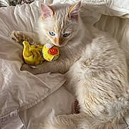 Tsuki a rejoint le concours — aidez-le/la à gagner de superbes lots ! cat, fluffy, blue_eyes, plush_toy, bed, blanket, white, indoor, resting, cute, animal, pet, cozy, soft, fur, domestic_cat, toy, sleepy, relaxed, comfort