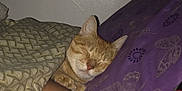 Jo Jo is registered to the contest to win money with this photo: cat, ginger_cat, sleeping, blanket, pillow, purple_pillow, paw, whiskers, ear, nose, domestic_cat, indoor, cozy, bedroom, bedding, human_arm, close_up, portrait, nap, cute